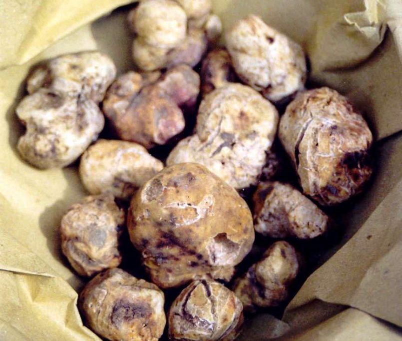 Tartufo bianco